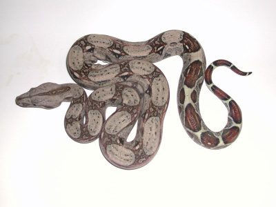 Удав обыкновенный (Boa constrictor) M